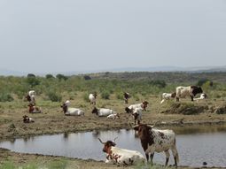 La raza Nguni es originaria del África Oriental. La raza Nguni es originaria del África Oriental.