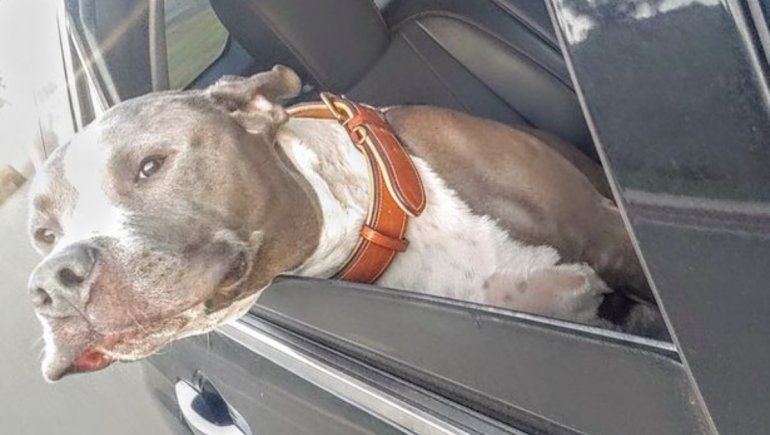 Es mejor mantener a su perro seguro, que sentado en su regazo. | Foto: Getty Images.