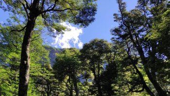 Nueva convocatoria para el manejo sustentable de bosques nativos