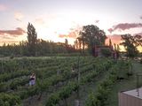 Río Negro: la Ruta del Vino renovó autoridades 