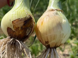 Actualmente, Río Negro es reconocida por su producción de cebolla de alta calidad. Actualmente, Río Negro es reconocida por su producción de cebolla de alta calidad.