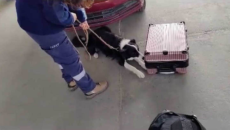 Una perra detectó 30 mil dólares en una frontera