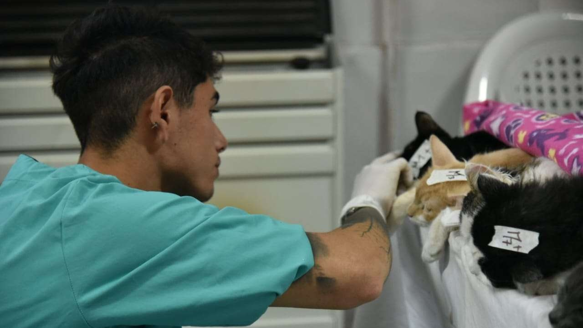 En una mañana, se castraron más de 100 animales en Neuquén thumbnail