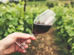 Llega el primer vino patagónico de Trapiche. Llega el primer vino patagónico de Trapiche.