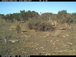 Cámaras trampa del CENPAT-CONICET documentaron por primera vez a pumas cazando salmones en ríos patagónicos. Cámaras trampa del CENPAT-CONICET documentaron por primera vez a pumas cazando salmones en ríos patagónicos.
