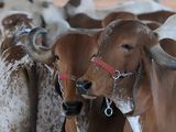 Cómo Brasil creó a las supervacas que alimentan al mundo