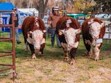 Nuevamente la hacienda en pie de la Patagonia tiene su mercado en Chile.