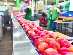 Pese a la baja estacional de precios, las cotizaciones de manzanas en Europa se ubican por encima de la media de las últimas temporadas. Pese a la baja estacional de precios, las cotizaciones de manzanas en Europa se ubican por encima de la media de las últimas temporadas.