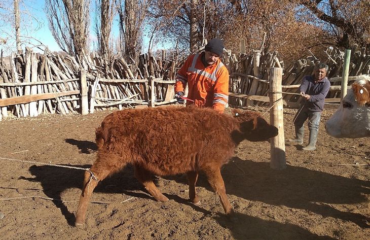 Ejemplos de éxito: Don Basilio y Los Dos Hermanos – Tres generaciones dejan ovinos por vacas, con planificación y orden. Foto: Ente de la Región Sur. Ejemplos de éxito: Don Basilio y Los Dos Hermanos – Tres generaciones dejan ovinos por vacas, con planificación y orden. Foto: Ente de la Región Sur.
