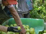 La cosecha está ya casi finalizada y los créditos todavía no aparecen.