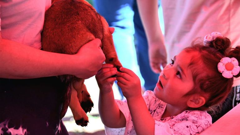 Feria de adopciones: todos los animales encontraron hogar en tiempo récord