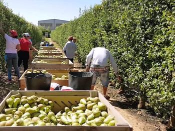 La brecha entre lo que cobra el productor y el precio de góndola se amplió en julio.
