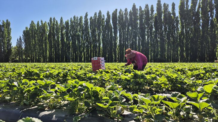 Se cosechan cerca de 3.000 toneladas de frutillas por año en más de 130 hectáreas cultivadas en Plottier. Foto: Centro Pyme Se cosechan cerca de 3.000 toneladas de frutillas por año en más de 130 hectáreas cultivadas en Plottier. Foto: Centro Pyme