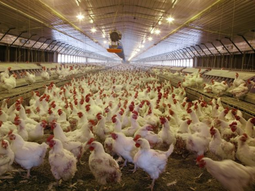 El estudio se realizó en 10 criaderos y mataderos de pollos comerciales en China. El estudio se realizó en 10 criaderos y mataderos de pollos comerciales en China.