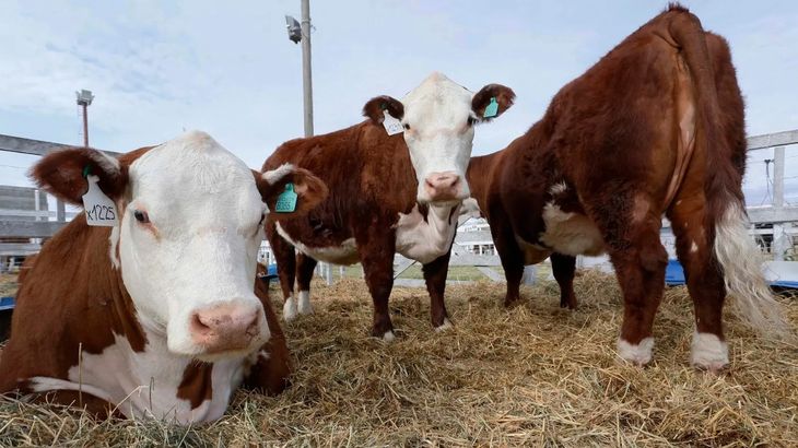El Gobierno Nacional autoriza el ingreso de carne con hueso a la Patagonia con estrictos controles sanitarios.