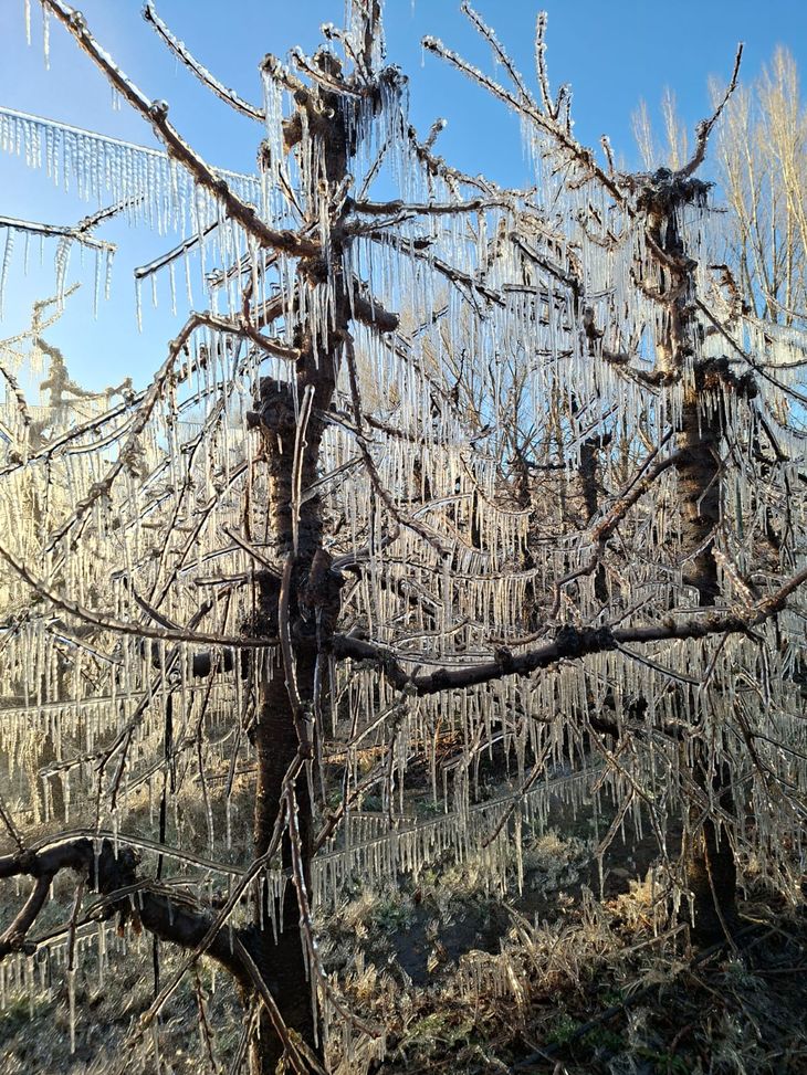 Una plantación frutícola, hoy viernes a media mañana, en el Valle Medio de Río Negro. Una plantación frutícola, hoy viernes a media mañana, en el Valle Medio de Río Negro.