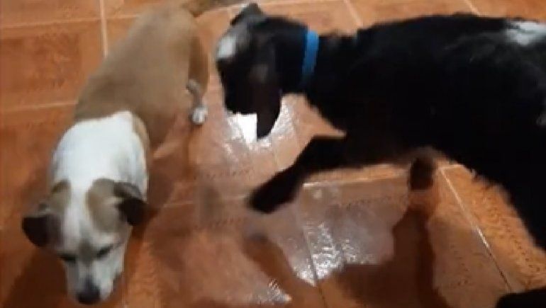 La neuquina que la rompe en TikTok con su cabra mascota