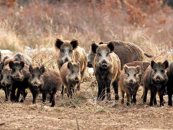 ¿Qué estrategias se están implementando para controlar la plaga del jabalí en Patagonia?