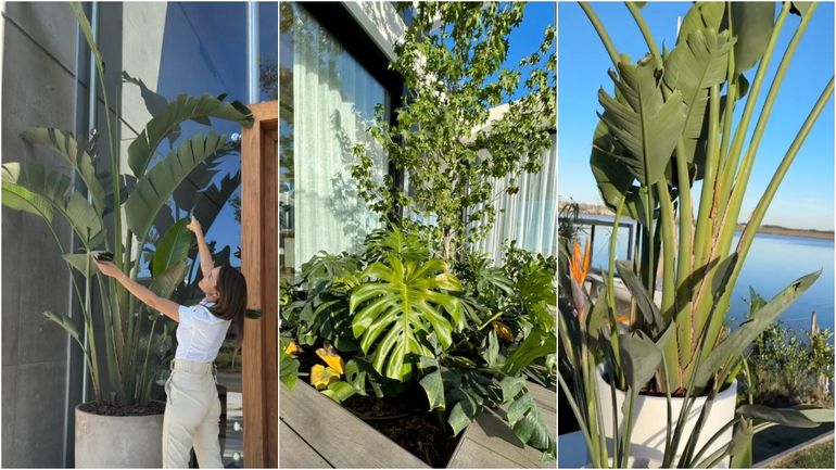 La increíble nueva decoración del jardín de Pampita La increíble nueva decoración del jardín de Pampita