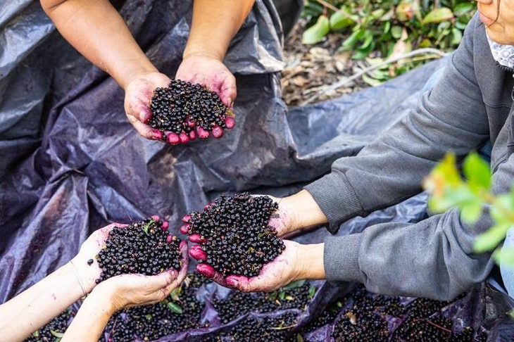 El INTA Bariloche trabaja en su conservación y su domesticación para garantizar la producción sostenible. Foto: INTA El INTA Bariloche trabaja en su conservación y su domesticación para garantizar la producción sostenible. Foto: INTA