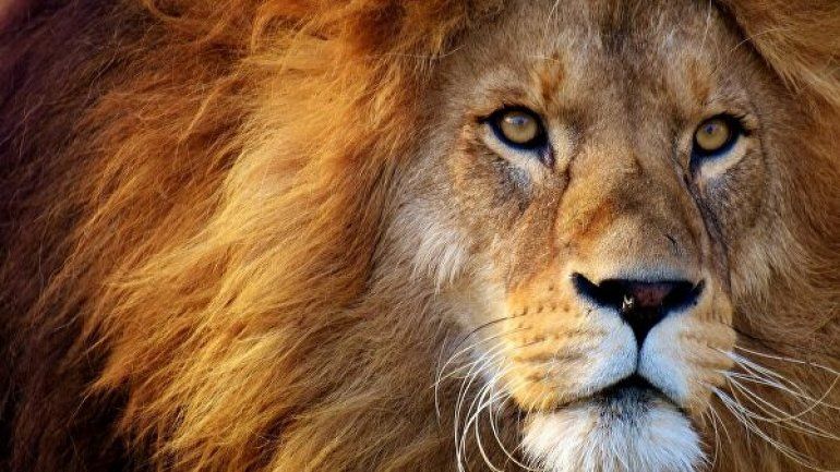 Soñar con leones: conocé qué significa