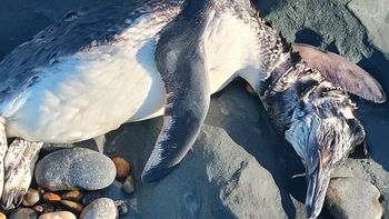 Aparecieron pingüinos muertos en playas de la Patagonia: qué causas analizan. Aparecieron pingüinos muertos en playas de la Patagonia: qué causas analizan.