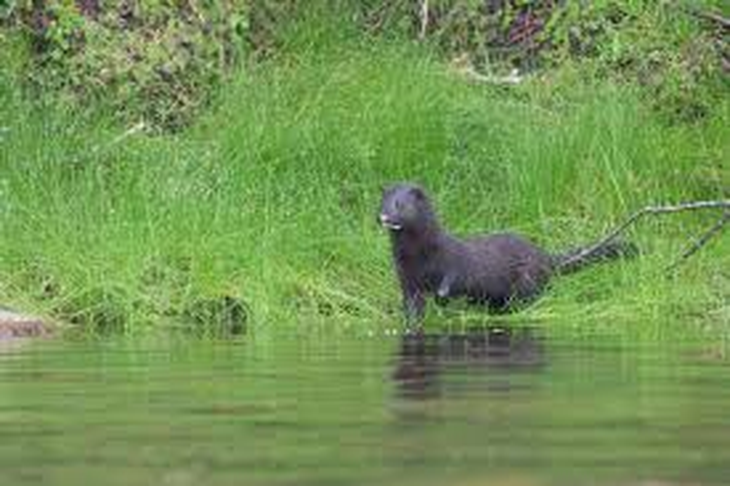 El visón causa pérdidas millonarias en pisciculturas y corrales; también daña el turismo de pesca y observación de aves. El visón causa pérdidas millonarias en pisciculturas y corrales; también daña el turismo de pesca y observación de aves.