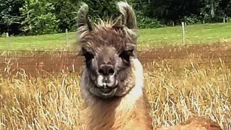 Estudios en llamas son prometedores para la lucha contra el coronavirus utilizando anticuerpos naturales como base. 