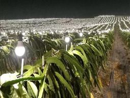 china, con mas de 10.000 hectareas de frutas con iluminacion nocturna