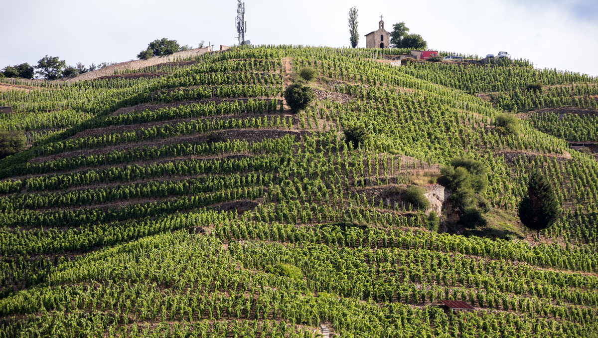 Estilo versus terroir: cuáles son los límites de cada uno en materia de vinos