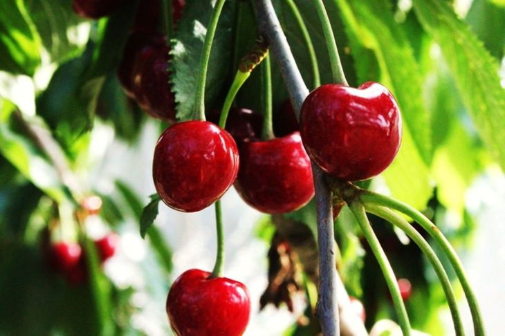 La posibilidad de cultivar cereza en los Andes genera expectativas en un sector que ha demostrado su capacidad para romper paradigmas agrícolas. La posibilidad de cultivar cereza en los Andes genera expectativas en un sector que ha demostrado su capacidad para romper paradigmas agrícolas.