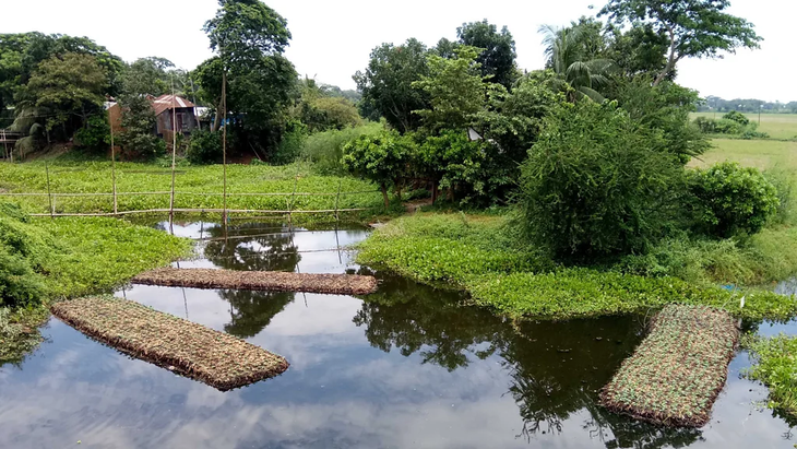 Gradas flotantes y arroz resistente: Bangladesh implementa soluciones centenarias (balsas de jacinto de agua) y cepas que toleran el triple de salinidad. Foto: BBC Gradas flotantes y arroz resistente: Bangladesh implementa soluciones centenarias (balsas de jacinto de agua) y cepas que toleran el triple de salinidad. Foto: BBC