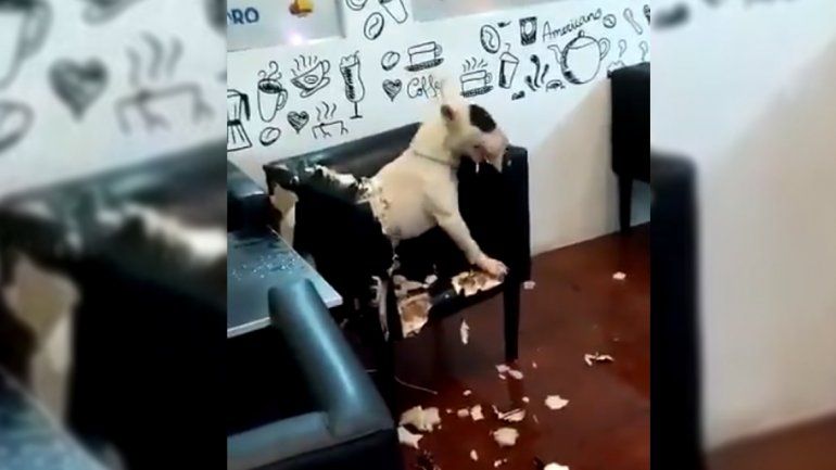 Mendoza: un perro destruyó el sillón de una heladería y fue detenido por la policía