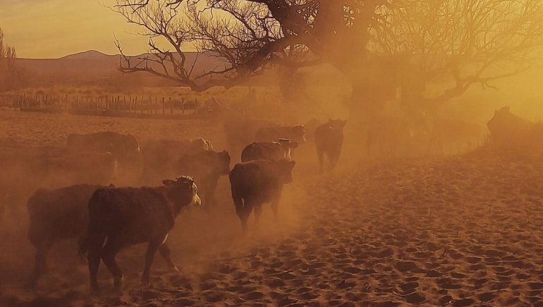 La ganadería en problemas, entre el cepo y la emergencia hídrica