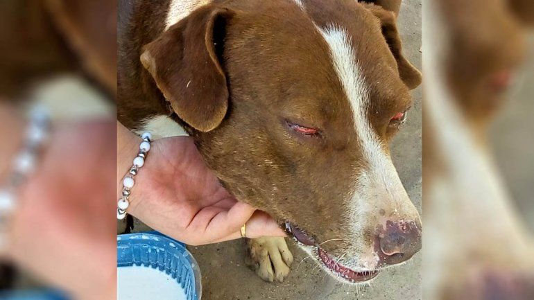 Brutal agresión a un perro: lo apuñalaron y quemaron los genitales