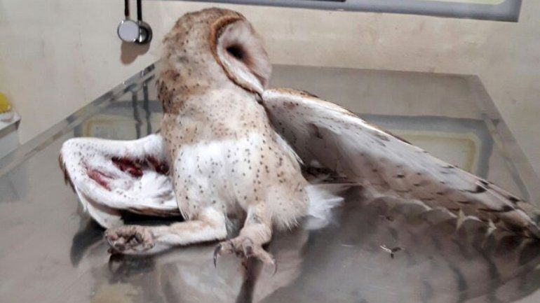 Una policía rescató a una lechuza que estaba atrapada en alambre de púas