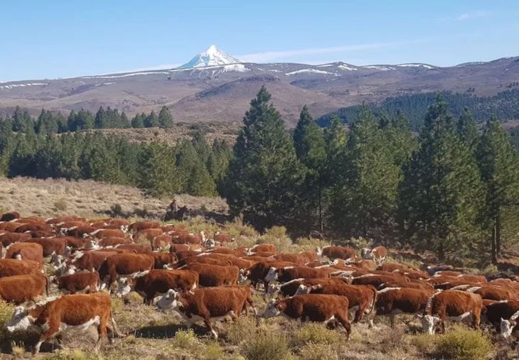 La barrera sanitaria fue concebida para impulsar las exportaciones de carne hacia mercados de alto valor. Décadas después, las ventas externas representan apenas el 3,8% de la producción regional. La barrera sanitaria fue concebida para impulsar las exportaciones de carne hacia mercados de alto valor. Décadas después, las ventas externas representan apenas el 3,8% de la producción regional.