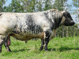 ganaderia: la raza canadiense que revoluciona la carne premium ganaderia: la raza canadiense que revoluciona la carne premium