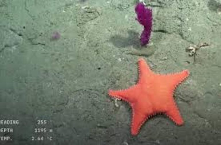 La estrella culona y batatita: los hallazgos en el fondo del mar argentino que se volvieron virales