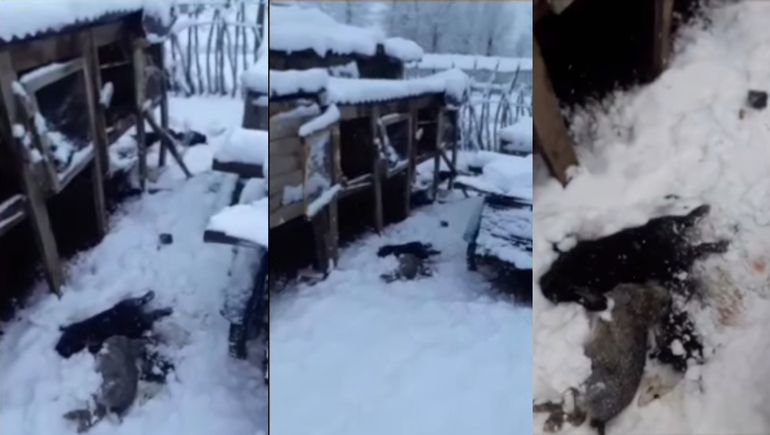 Crianceros denuncian que los perros les matan los conejos y las gallinas