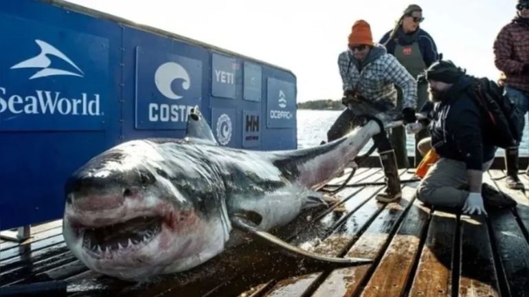 Reapareció el gran tiburón blanco que lleva un GPS
