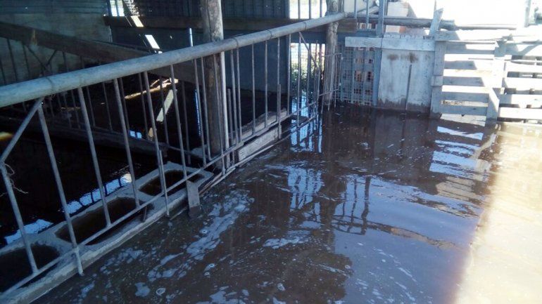 Crianceros aseguran que perdieron unos 3 mil cerdos por el temporal