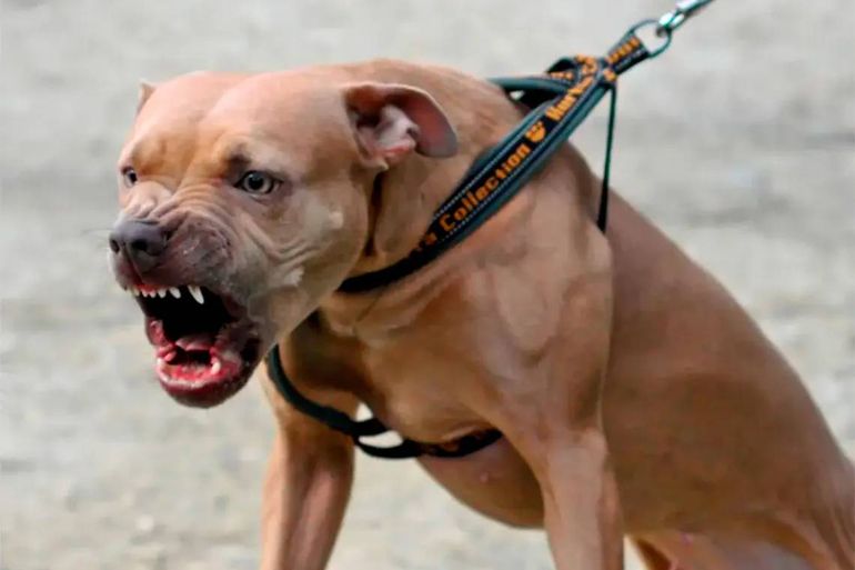 Pitbull atacó a una beba de un año y la dejó en terapia intensiva