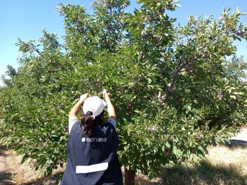 Ciruelas fresca certificada rumbo a Brasil, un paso importante para la exportación de frutas de Mendoza