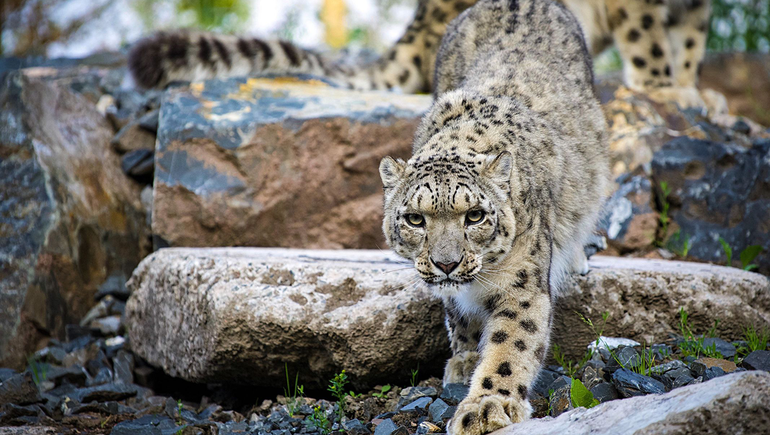 Tres tigres de las nieves murieron por COVID en un zoo