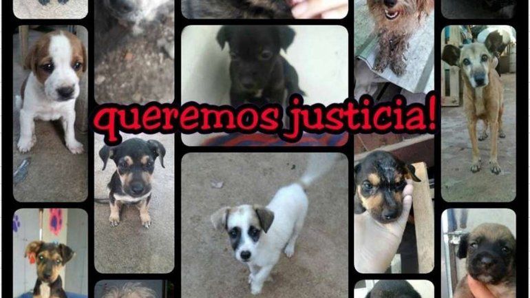 Los animales fueron ahogados