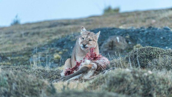Los ataques de pumas son un problema sin solución