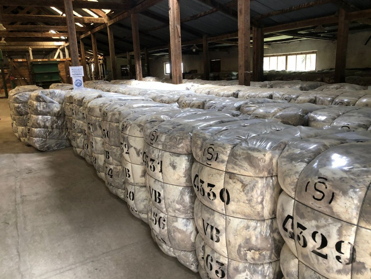 Bosques de pinos en Santa Cruz: 10.000 hectáreas silvícolas bajo Benetton, diversificando de ovinos a forestación, en terrenos de baja receptividad patagónica. Bosques de pinos en Santa Cruz: 10.000 hectáreas silvícolas bajo Benetton, diversificando de ovinos a forestación, en terrenos de baja receptividad patagónica.