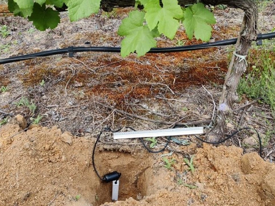El trabajo de investigación australiano evaluó cuatro estrategias de riego. Foto: observatoriova.com/