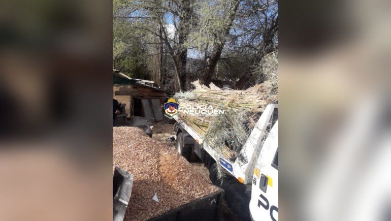 Las cañas de colihue fueron encontradas en un aserradero de San Martín de los Andes.